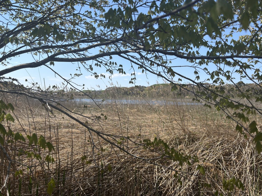 Coastal scrub and marsh habitat at Cape May Point State Park, seen through spring tree branches